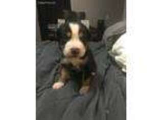 Greater Swiss Mountain Dog Puppy for sale in Salem, WV, USA