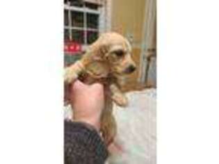 Dachshund Puppy for sale in Ronkonkoma, NY, USA