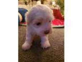 Havanese Puppy for sale in Sweetwater, TN, USA