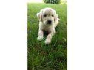 Goldendoodle Puppy for sale in EAST ROCHESTER, OH, USA