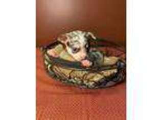 Chihuahua Puppy for sale in Bluefield, WV, USA