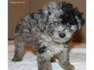 Mutt Puppy for sale in Sardinia, OH, USA
