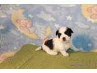 Shorkie Tzu Puppy for sale in Maitland, MO, USA