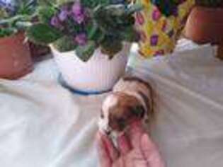 Cavapoo Puppy for sale in Scottville, MI, USA