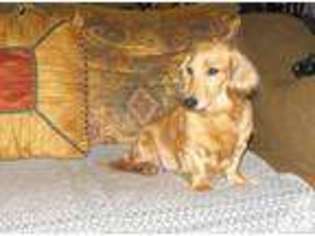 Dachshund Puppy for sale in HAMPTON, TN, USA