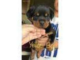 Rottweiler Puppy for sale in Crown Point, IN, USA