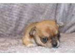 Chihuahua Puppy for sale in Chesapeake, VA, USA