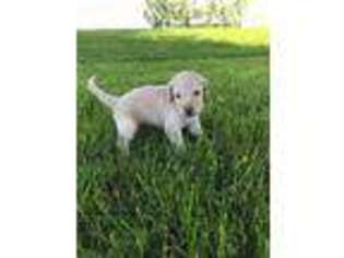 Goldendoodle Puppy for sale in Black Creek, WI, USA
