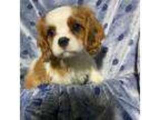 Cavalier King Charles Spaniel Puppy for sale in West Point, VA, USA