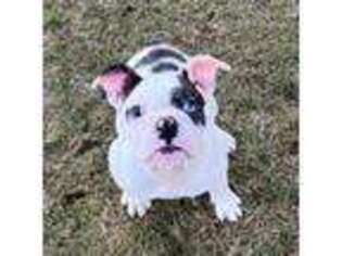 Bulldog Puppy for sale in Castle Rock, WA, USA