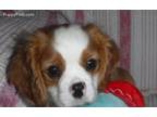 Cavalier King Charles Spaniel Puppy for sale in Kimberly, ID, USA