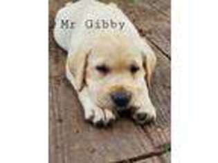Labrador Retriever Puppy for sale in Dillwyn, VA, USA