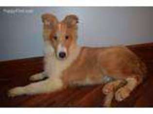Collie Puppy for sale in Mansfield, OH, USA