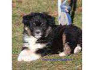 Miniature Australian Shepherd Puppy for sale in Hillsdale, MI, USA