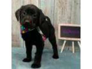 Labrador Retriever Puppy for sale in Lisbon, OH, USA