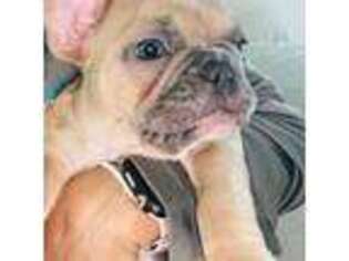 French Bulldog Puppy for sale in Delray Beach, FL, USA