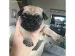 Pug Puppy for sale in Olivia, MN, USA
