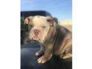 Bulldog Puppy for sale in Amarillo, TX, USA