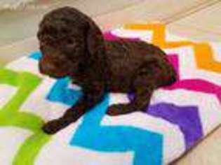 Mutt Puppy for sale in Thorndale, PA, USA