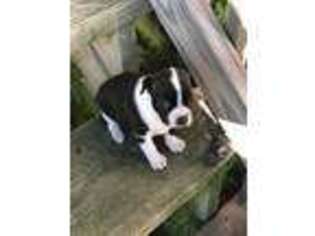 Boston Terrier Puppy for sale in Alma, GA, USA