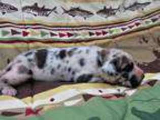Great Dane Puppy for sale in Stephenville, TX, USA