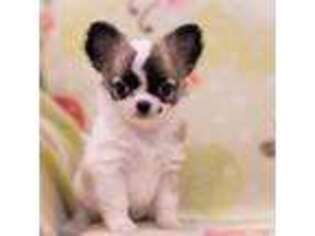 Chihuahua Puppy for sale in Saint Louis, MO, USA