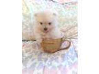 Maltipom Puppy for sale in Kunia, HI, USA