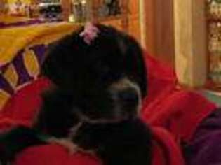 Newfoundland Puppy for sale in Andover, MN, USA