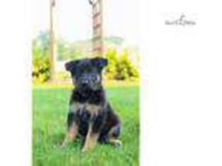 German Shepherd Dog Puppy for sale in Harrisburg, PA, USA