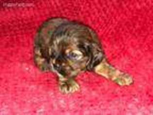 Cocker Spaniel Puppy for sale in Liberty, TX, USA