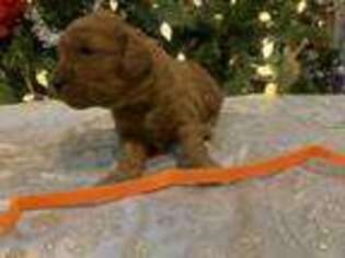 Goldendoodle Puppy for sale in Vernal, UT, USA