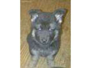 German Shepherd Dog Puppy for sale in Salem, NJ, USA