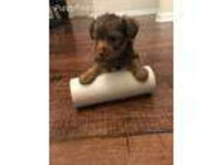 Yorkshire Terrier Puppy for sale in Lovejoy, GA, USA