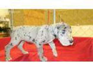 Great Dane Puppy for sale in Circleville, OH, USA