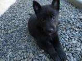 Belgian Malinois Puppy for sale in Boise, ID, USA