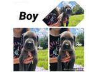 Great Dane Puppy for sale in Dale, IN, USA