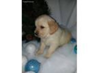 Golden Retriever Puppy for sale in Neodesha, KS, USA
