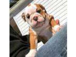 Bulldog Puppy for sale in Woodbury, CT, USA