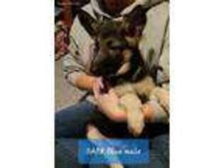 German Shepherd Dog Puppy for sale in Campbellsport, WI, USA