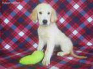 Golden Retriever Puppy for sale in North Collins, NY, USA