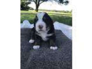 Bernese Mountain Dog Puppy for sale in Sunman, IN, USA