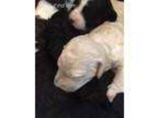 Labradoodle Puppy for sale in Farmville, VA, USA