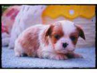 Cavalier King Charles Spaniel Puppy for sale in Vandalia, MO, USA