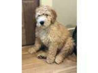 Mutt Puppy for sale in Wayland, MA, USA