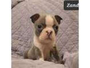 Boston Terrier Puppy for sale in Athens, OH, USA