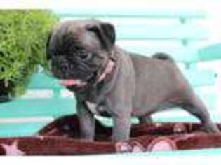 Pug Puppy for sale in Brookville, OH, USA