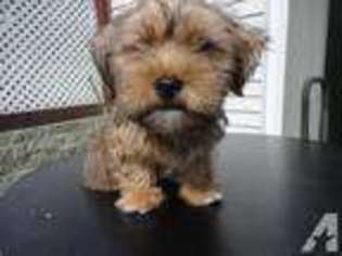 Shorkie Tzu Puppy for sale in DERRY, NH, USA