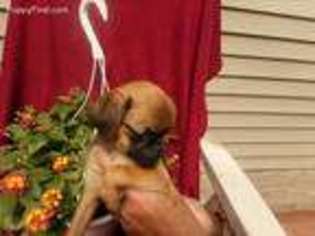 Brussels Griffon Puppy for sale in Effort, PA, USA