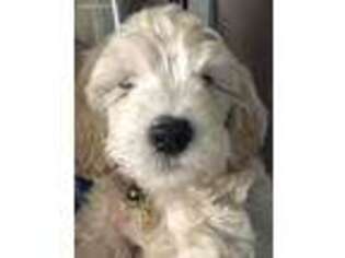 Labradoodle Puppy for sale in Medford, OR, USA