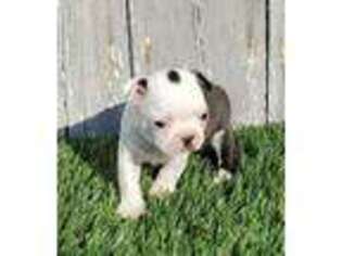 Border Terrier Puppy for sale in Sullivan, IL, USA